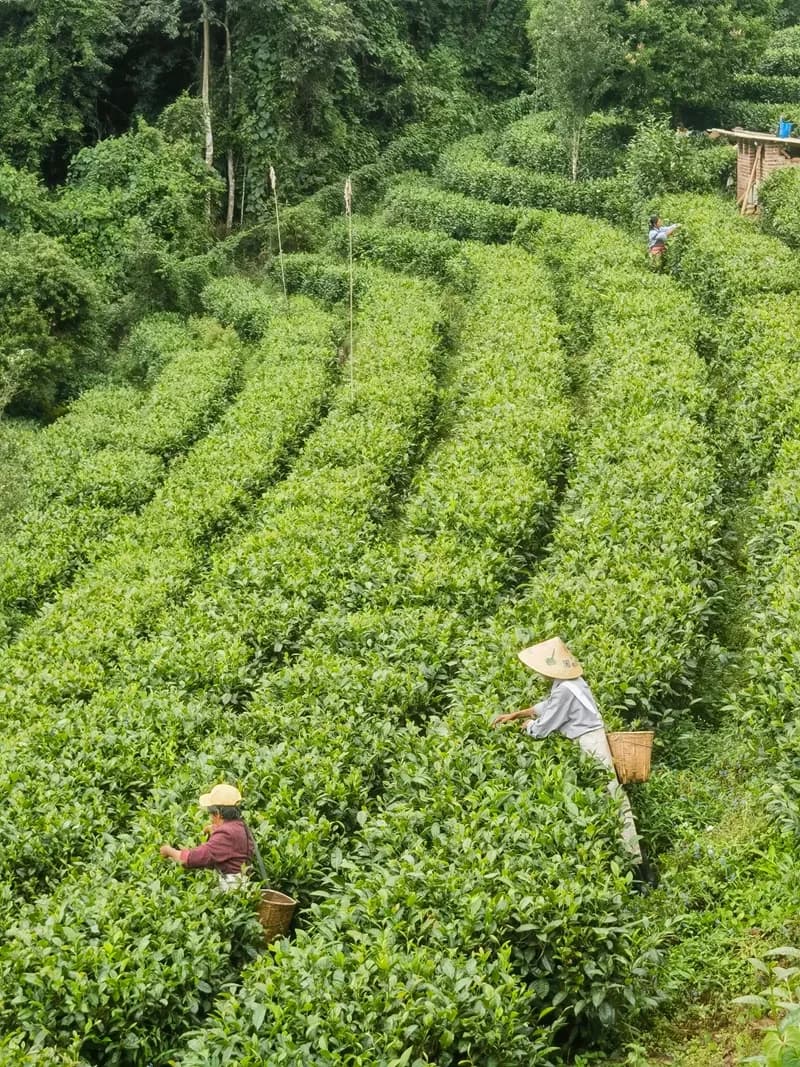 Tea Plantation